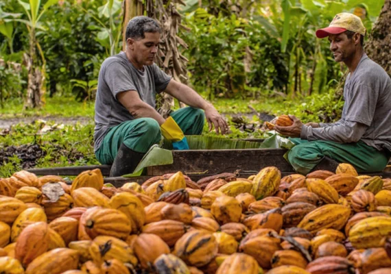 Alagoas inaugura primeira cooperativa produtora de cacau
