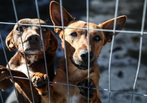 Comissão analisa projeto que aumenta pena para maus-tratos a animais