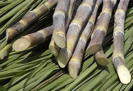 Safra 20/21 acumula moagem de 4,6 mi de toneladas de cana em AL