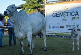 Expoalagoas Genética quer contribuir para a evolução do rebanho de AL