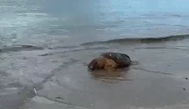 Tartaruga-cabeçuda é encontrada morta na orla de Maceió