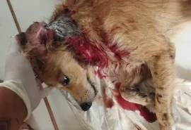 Cãozinho é brutalmente atacado por cães de rua; tutora pede ajuda para custear tratamento