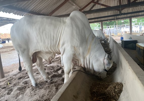 Confira a programação da 71ª Expoagro/AL para esta quinta (28) e sexta (29)