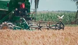 Produtor amarga perda de 50% no preço do arroz em plena safra em Alagoas