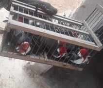 Aves silvestres são resgatadas em Alagoas durante operação nacional