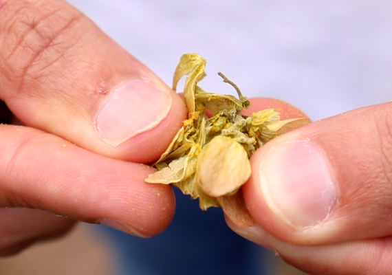 Alagoas tem o primeiro plantio comercial de lúpulo