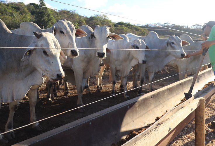 Reação da arroba reacende expectativas na pecuária
