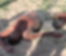 Homem é morto a pauladas após confusão em União dos Palmares