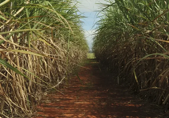 Produção de cana pode cair 20% com mudanças climáticas em seis estados, diz estudo