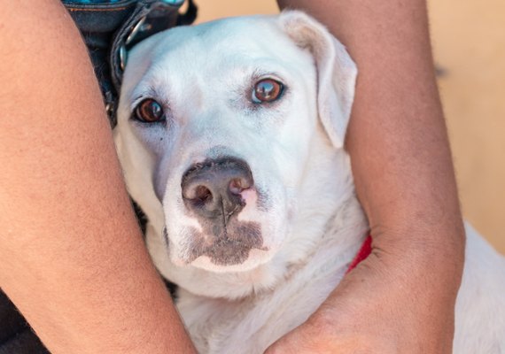 Médico veterinário dá dicas para os cuidados com os pets durante o São João