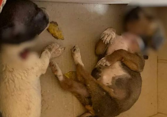 Homem mata cruelmente dois filhotes de cachorro após discussão com dona dos animais