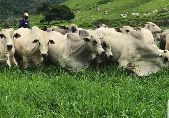 Nelore SMP aposta em tourama superprecoce no 1º Mega Touros