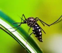 Alagoas registra mais de mil casos de leishmaniose e reforça alerta para diagnóstico precoce