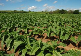 Cultura do fumo resiste no Agreste Alagoano