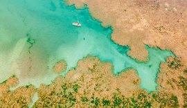 Projeto Corais de Alagoas chega a 500 corais em cultivo no mar do estado