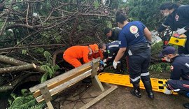 Adolescente é atingido por queda de árvore em Delmiro Gouveia