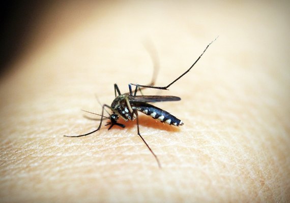 Dengue: Norte, Centro-Oeste e Sudeste têm desaceleração de casos