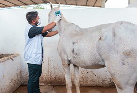 Vigilância de Zoonoses cuida de animais de grande porte recolhidos das ruas