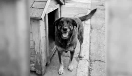 Cão Orelha: por que caso é sigiloso e o que pode ocorrer