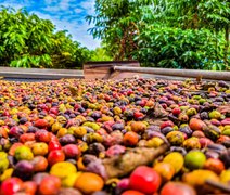 Chuvas beneficiam o café arábica e elevam alertas para o robusta no Brasil