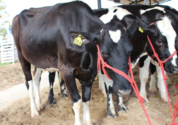 Animais começam a chegar no Parque Mair Amaral para 37ª Expo Bacia Leiteira