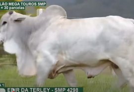 3º  Mega Touros SMP atrai criadores de 12 estados  e cresce 36%