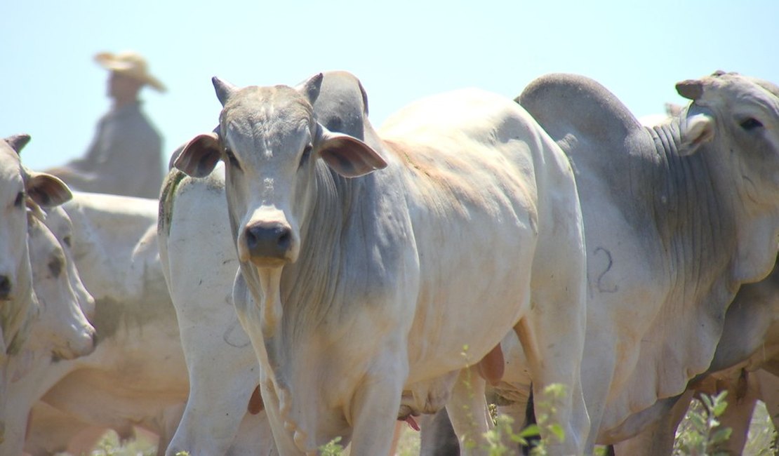 Arroba do boi gordo cai com incerteza na demanda por carne bovina