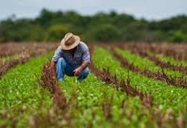 Crédito ao agronegócio está em crescimento, diz Banco do Brasil