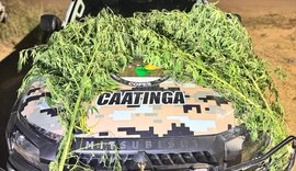 Polícia flagra plantio de maconha no quintal de oficina em Canapi