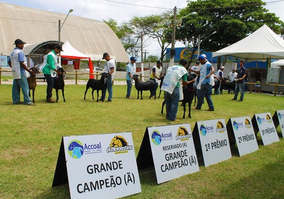 ACA estima crescimento de 10% em volume de negócios da 9ª Expoalagoas Genética