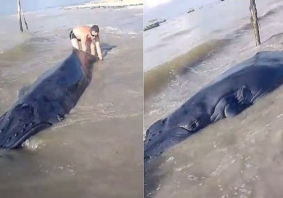 Filhote de baleia-jubarte é encontrado encalhado em praia de Maragogi