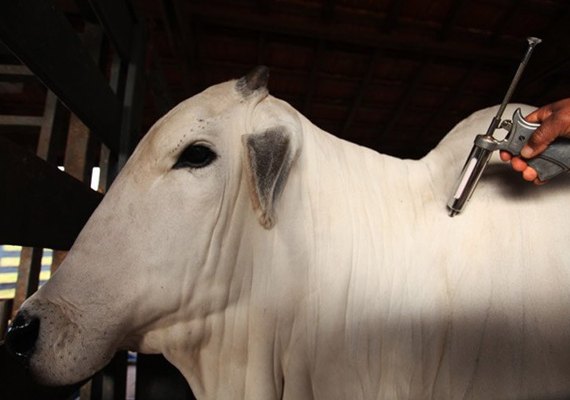 Febre Aftosa: 1ª etapa da campanha de vacinação começa no domingo