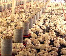 Brasil deve retomar exportações de frango e mel para União Europeia em breve