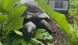 FAKE: é falsa a notícia de que tartaruga mais velha do mundo morreu