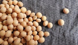 Etanol de soja em escala industrial reforça protagonismo do Brasil em biocombustíveis