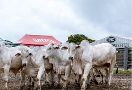 Genética IBC consolida padrão de excelência e prepara pista de negócios para Agro Feira