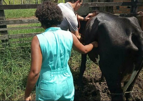 CPLA aposta em melhoramento genético para crescimento da produção