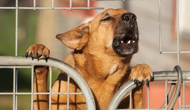 Houve 'apoio unânime de condomínio' em ação contra moradora por latido de cachorros, revela TJAL