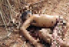 Corpo é encontrado com marcas de tiros em canavial no interior de Alagoas