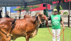 Gir Leiteiro é considerada uma das raças mais competitivas da Expoalagoas Genética