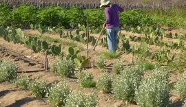 Previdência rural: apoio essencial ao agro garante sustento de milhões e movimenta economia no campo