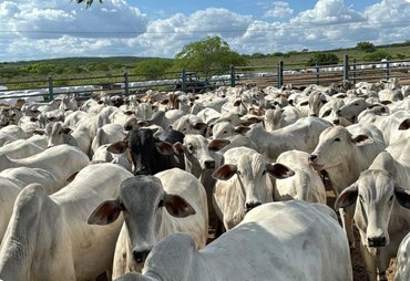 Setor rural alagoano movimenta cerca de R$ 1 bilhão com BNB em 2025