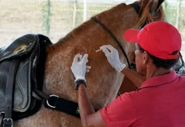 Prefeitura de Marechal Deodoro inicia campanha de vacinação antirrábica em equinos