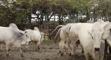Fazenda Recanto, em Chã Preta, alcança índice histórico de 90% de prenhez em novilhas Nelore
