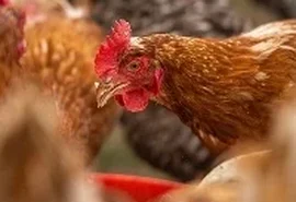França abate 600 mil aves por gripe aviária
