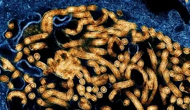 OMS confirma primeira recuperação de paciente no atual surto de ebola no Congo