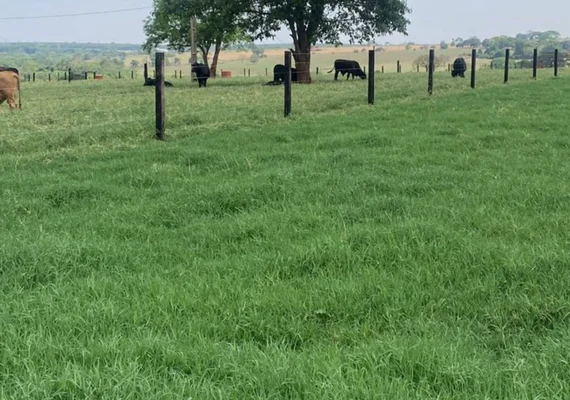 AACCMM traz palestra sobre fenação de Tifton 85 para a Expoalagoas Genética