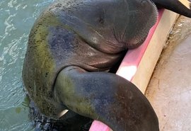 Santuário do peixe-boi transforma Alagoas em referência mundial