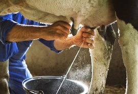 Após ano de crescimento, setor de leite tende a colocar o pé no freio em 2026