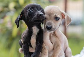 Feira de Adoção leva cães e gatos para a Rua Aberta neste domingo (10)